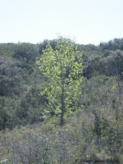 Baum in Ambrussum
