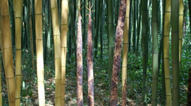 Bambuswald in Anduze