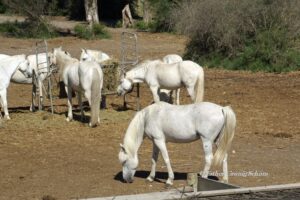 Pferde der Camargue